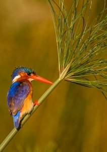 ©2016, Janet Scott, Malachite Kingfisher Botswana, Photograph