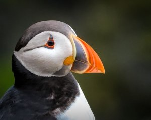 ©2017, Janet Scott, Puffin Lunga Scotland, Photograph