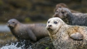 ©2017, Janet Scott, Seals Scotland, Photograph